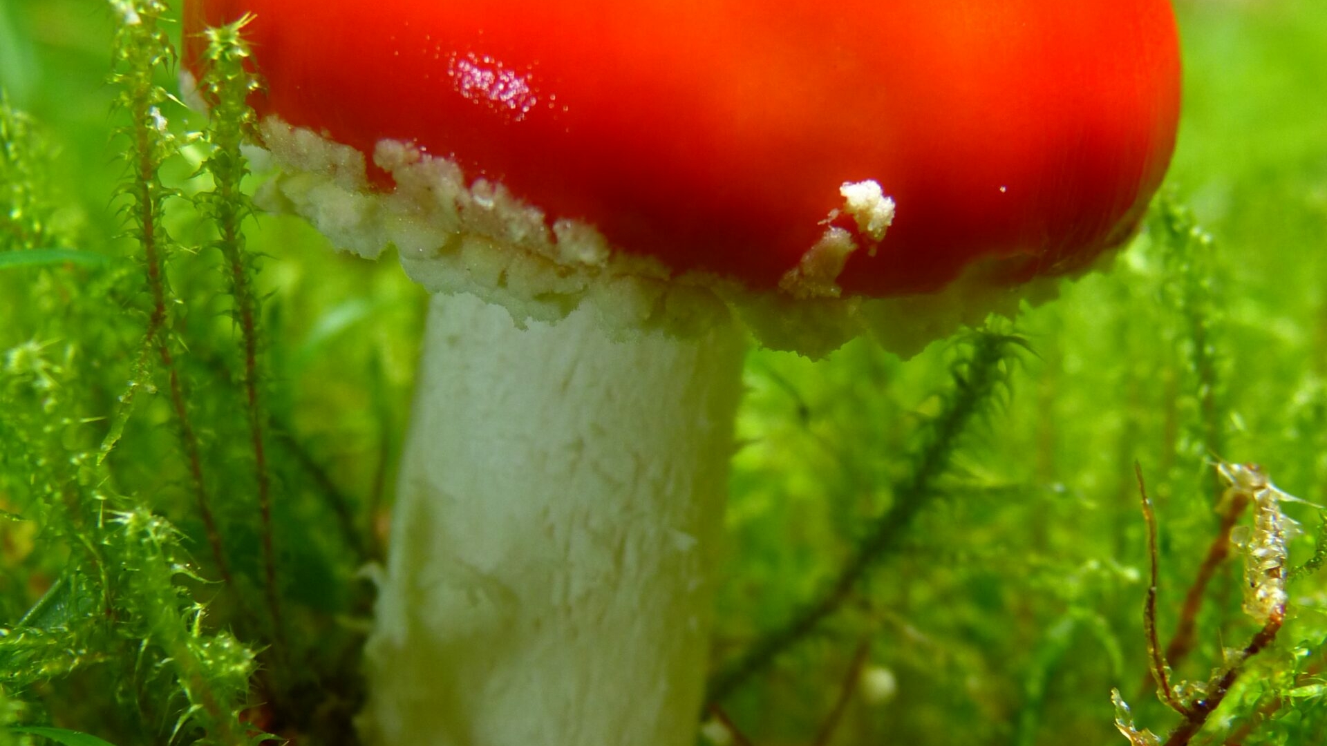 Ученые предупредили, что в Сочи может разрастись редкий ядовитый гриб решеточник