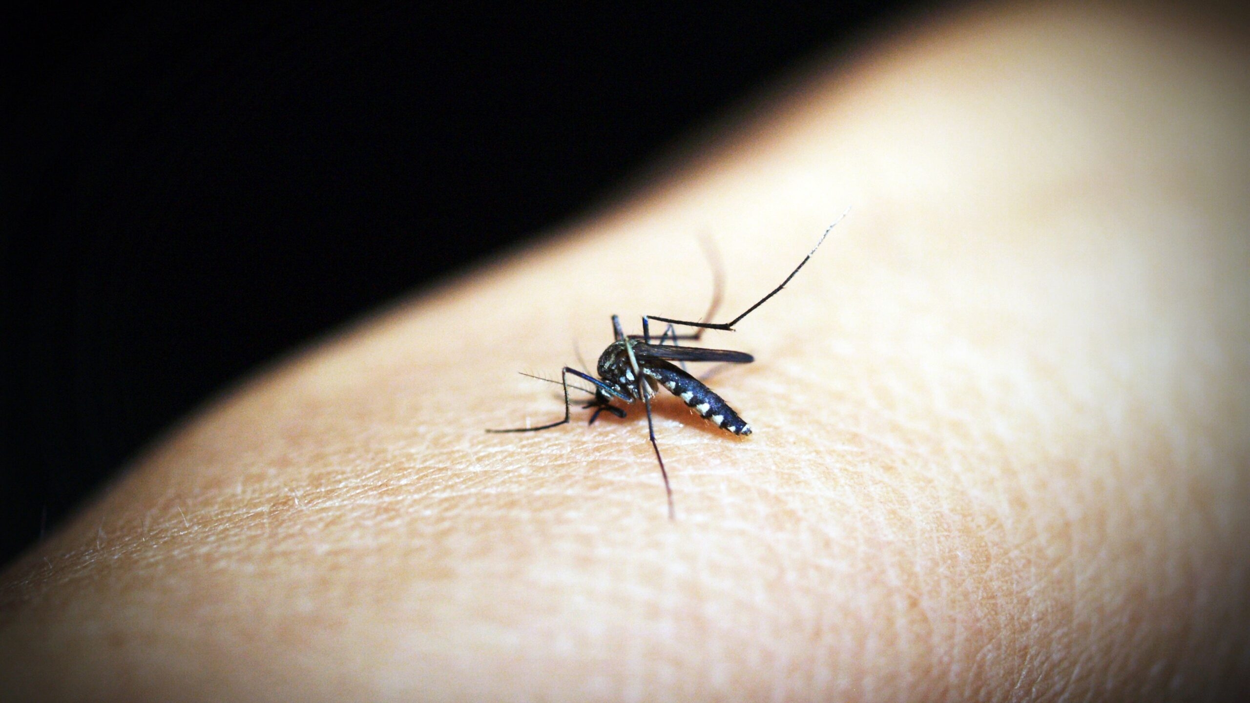 Роспотребнадзор рассказал, как не заразиться лихорадкой денге