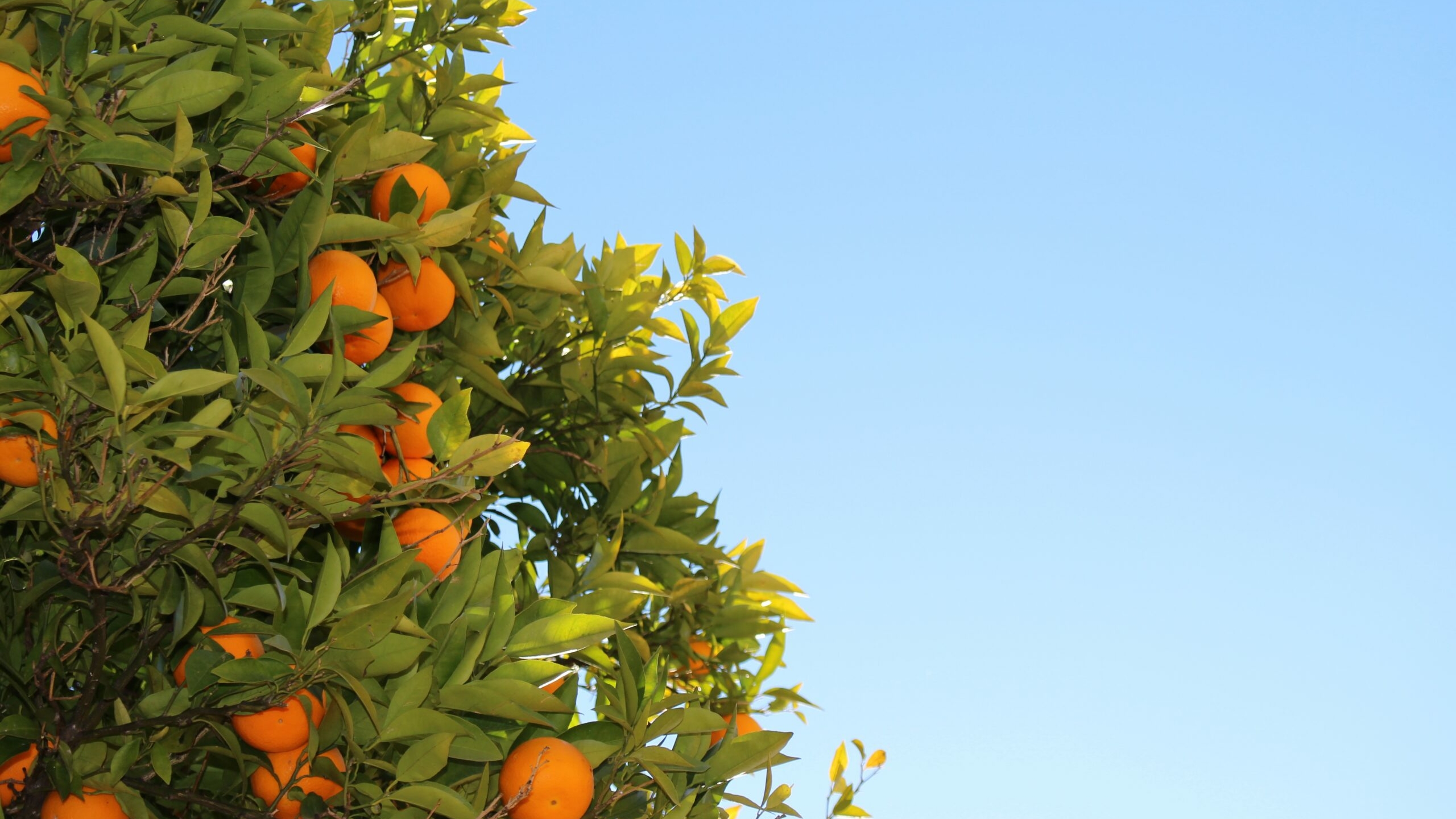 Роспотребнадзор определил фрукты, которые будут особенно полезны летом