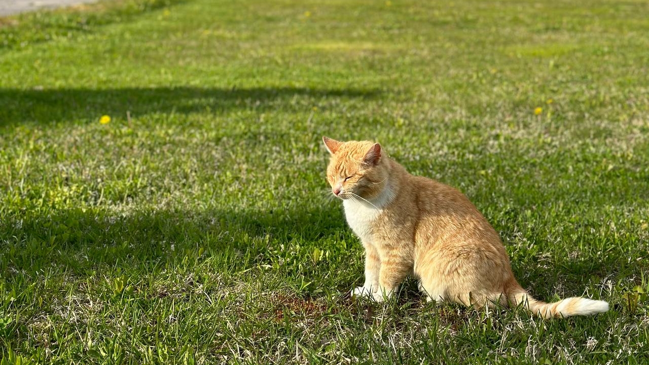 Коты и кошки начали массово болеть птичьим гриппом — ученые бьют тревогу, а хозяева не знают, что делать