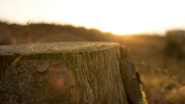 Древнейший пень возрастом 385 млн лет обнаружили в Ленобласти