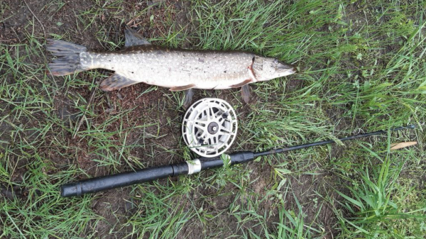 На россиян начнут заводить уголовные дела за нарушение запрета весенней рыбалки в нерест